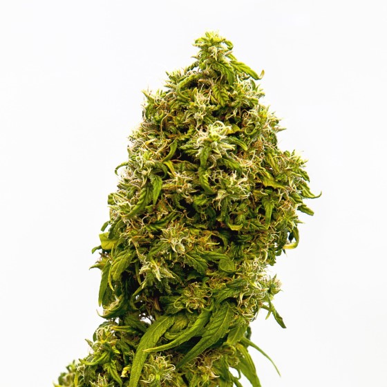 Odrůda Swiss Dream CBD od semenné banky Kannabia Seeds; zdroj: kannabia.com